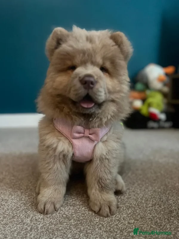 Chows for sale