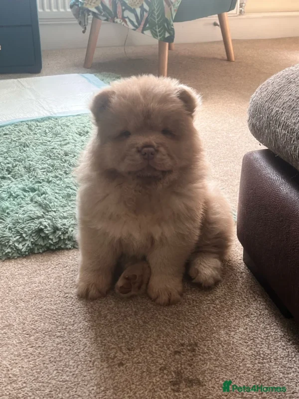 Chows for sale
