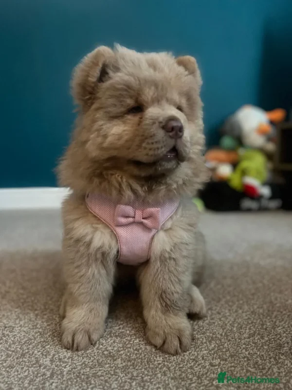 Chows for sale