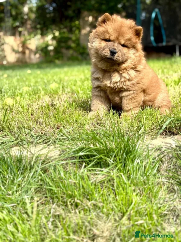 Chow Chow Puppy Near me