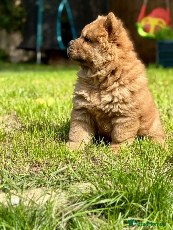 Chow Chow Puppy Near me