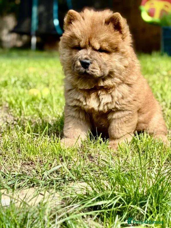 Chow Chow Puppy Near me