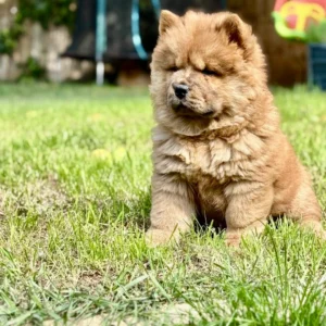 Chow Chow Puppy Near me