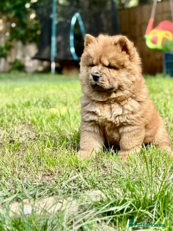 Chow Chow Puppy Near me